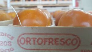 orto1
